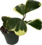 Hoya Plants Live Houseplants - Two 4" Pots Variety Assortment - 2 Pack Live Hoya Plants - Pet Friendly Plants - Air Purifying Plants - CA Seller (Pack of 2 Hoya Plants)