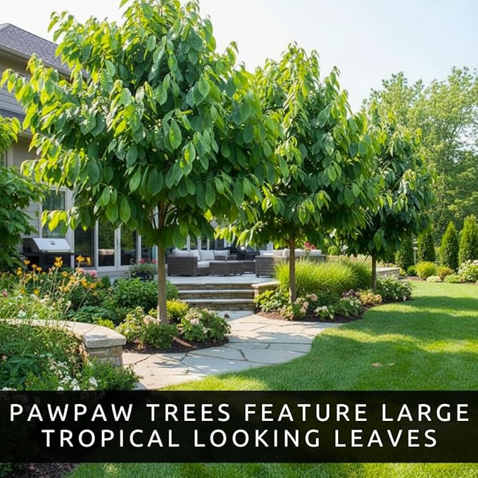 3 Pack Live Pawpaw Trees (Asimina triloba) – Hardy Native Fruit Trees, Tropical Flavor Fruit, Fast Growing Shade Trees for Outdoor Garden & Backyard