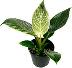 Philodendron Birkin Live Plant in 4" Pot - Philodendron Plant Live Easy to Care and Grow - Indoor Air Purifying Houseplants for Home Office Wedding Decor & Birthday Gift (Heat Pack Included)