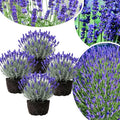 4 Lavender Plants Live Starter Plants 4-6" in Tall, Hardy Perennial Lavender for Garden and Landscape with Fragrant Purple Blooms, No Pot (Creek)