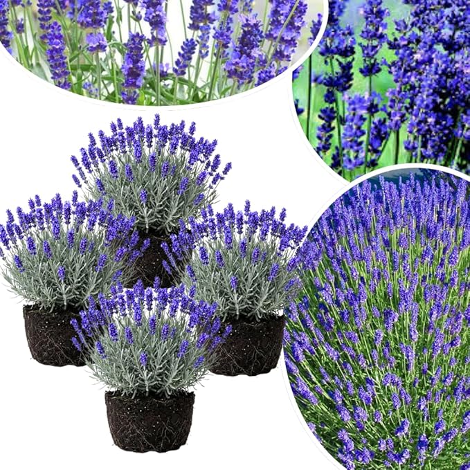 4 Lavender Plants Live Starter Plants 4-6" in Tall, Hardy Perennial Lavender for Garden and Landscape with Fragrant Purple Blooms, No Pot (Creek)