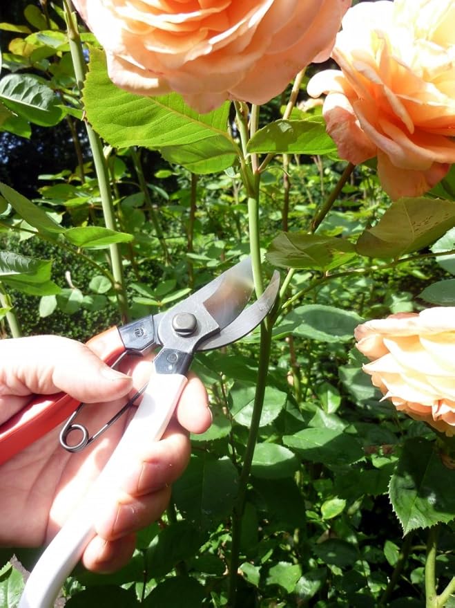 Okatsune Pruning Shears Unique 8.3 inches (210 mm) (Blister) No. 104