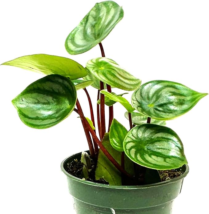Watermelon Peperomia Plant Live Heart Shaped Succulents - Pet Friendly Plants Live Fully Rooted Houseplant for Home Office Wedding Decorations - Birthday & Mother's Day Gift(Heat Pack Included)