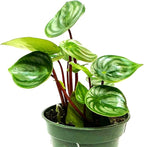 Watermelon Peperomia Plant Live Heart Shaped Succulents - Pet Friendly Plants Live Fully Rooted Houseplant for Home Office Wedding Decorations - Birthday & Mother's Day Gift(Heat Pack Included)