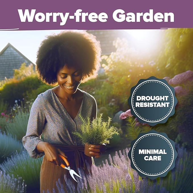 HOME GROWN Premium English Lavender Seeds -1,300 Herb Seeds,Wildflower Seed for Planting Indoor/Outdoor, High Germination,Plant Flower Seeds(Lavandula antustifolia)