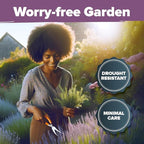 HOME GROWN Premium English Lavender Seeds -1,300 Herb Seeds,Wildflower Seed for Planting Indoor/Outdoor, High Germination,Plant Flower Seeds(Lavandula antustifolia)