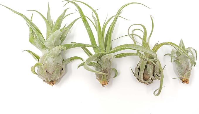 Medium Air Plants Streptophylla - Live Tillandsia Succulent House Plants - Available in Wholesale and Bulk - Home and Garden Decor - Easy Care Indoor and Outdoor Plant (Pack of 1)
