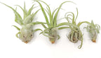 Medium Air Plants Streptophylla - Live Tillandsia Succulent House Plants - Available in Wholesale and Bulk - Home and Garden Decor - Easy Care Indoor and Outdoor Plant (Pack of 1)