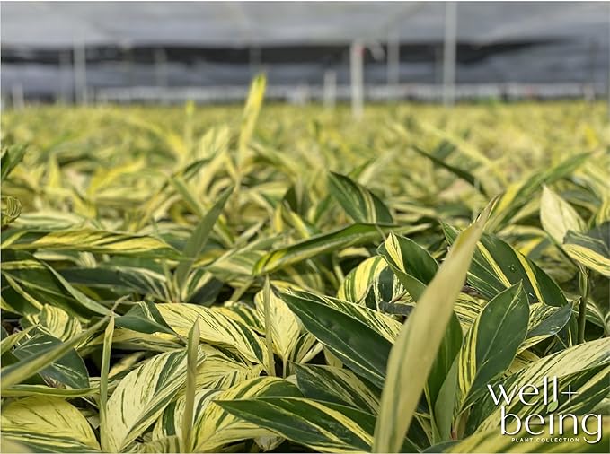 Nature's Way Farms Ginger Variegated Live Plant (25-30 in. Tall)