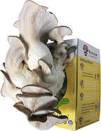 Blue Oyster Mushroom Grow Kit (5 lbs) | Mushasaurus | Beginner-Friendly & Easy to Use | Handmade in USA (1 Blue Oyster Mushroom Grow Kit)
