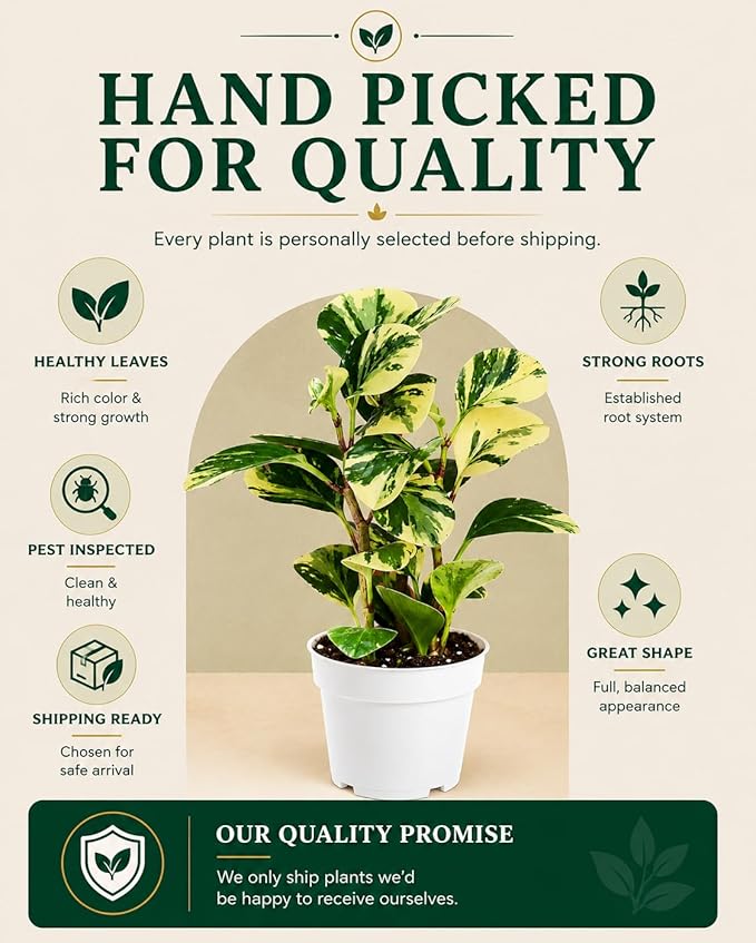 Peperomia Marble Live Plant, Indoor House Plant, Colorful Peperomia Plant, Live Plants Indoor, Plants Live Houseplants for Indoor Garden