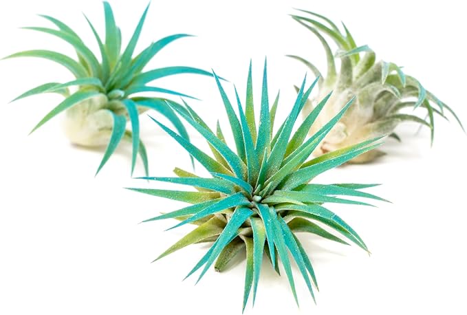 Teal Blue Colorful Tillandsia Air Plants - Long Lasting Color Enhanced Live Tillandsia Succulent House Plants - Home and Garden Decor - Easy Care Indoor and Outdoor (Ionantha Rubra, Pack of 3)