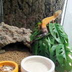 Reptile Plants for Terrarium Decor,Amphibian Habitat Decor, Bearded Dragon Tank Accessories,Artificial Plants for Gecko Chameleon Snake Tortoise with Base (Swiss Cheese)