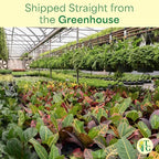 Thorsen's Greenhouse Lemon Lime Prayer Plant, Live Indoor Plant, Pet Friendly, Attractive Houseplant, Lemon Maranta, Natural Air Purifier, Easy to Grow, 4" Diameter Pot (3 Pack Nursery Pots)