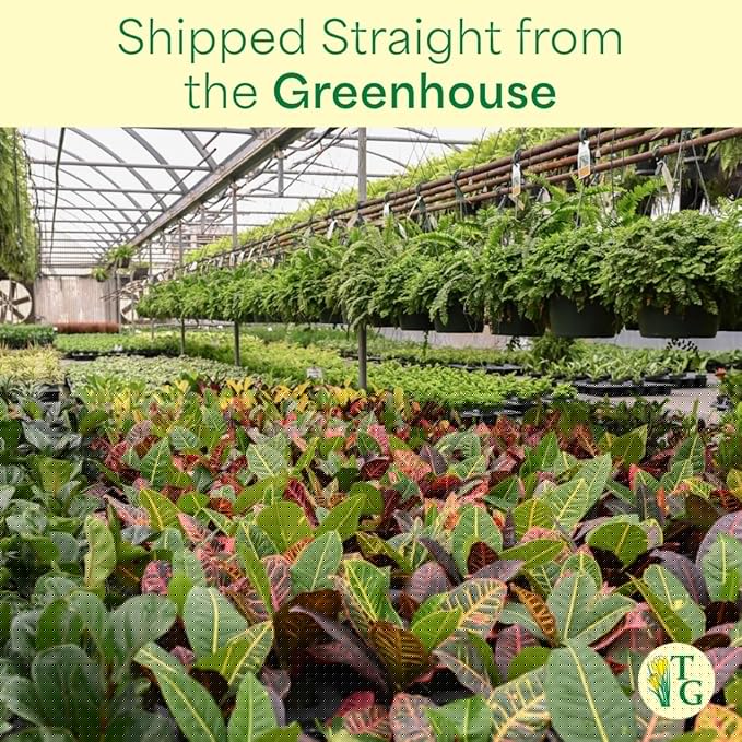 Thorsen's Greenhouse Lemon Lime Prayer Plant, Live Indoor Plant, Pet Friendly, Attractive Houseplant, Lemon Maranta, Natural Air Purifier, Easy to Grow, 4" Diameter Pot (3 Pack Nursery Pots)