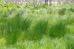 Perennial Farm Juncus Effusus (Common Rush/Soft Rush) – Live Ornamental Grass in 1 Quart, Upright Green Stems, Deer Resistant, Ideal for Rain Gardens, Water Features & Wetland Borders