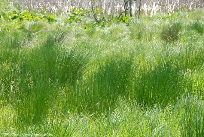 Perennial Farm Juncus Effusus (Common Rush/Soft Rush) – Live Ornamental Grass in 1 Quart, Upright Green Stems, Deer Resistant, Ideal for Rain Gardens, Water Features & Wetland Borders
