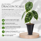 Alocasia Dragon Scale (4 Pack) Live Plant, Rare Indoor Alocasia, Elephant Ear Tropical Houseplant, Textured Foliage Plant, Starter Size Alocasia Plant,Houseplant for Home Decor and Indoor Growing