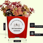 Live Succulents Plants Mystery Pack - Variety of Well Rooted Plants in 2 Inch Pots - Real, Small, Assorted Houseplants for Indoor, DIY, Home Decor, Wedding, or Birthday Gifts (16 Pack)