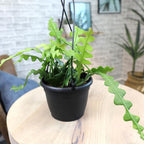 Zigzag Fishbone Cactus Hanging Basket, Non-Toxic Epiphyllum Orchid Succulent, Pet Friendly Trailing Succulents for Indoor Outdoor Decor, Easy to Grow, Non-Toxic Houseplant