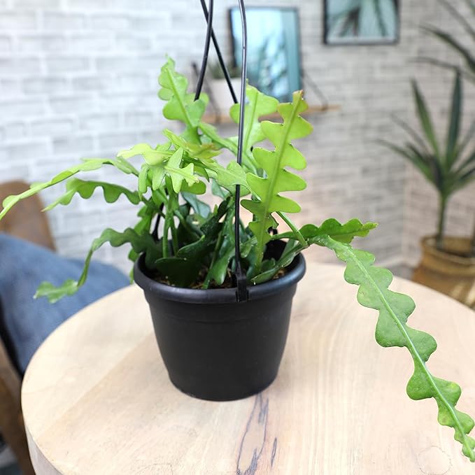 Zigzag Fishbone Cactus Hanging Basket, Non-Toxic Epiphyllum Orchid Succulent, Pet Friendly Trailing Succulents for Indoor Outdoor Decor, Easy to Grow, Non-Toxic Houseplant