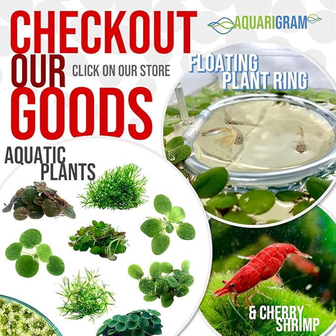 Aquarigram Floating Plant Combo Pack! (Amazon Frogbit, Red Root Floater, Dwarf Water Lettuce, Water Spangles) (Plants Only)