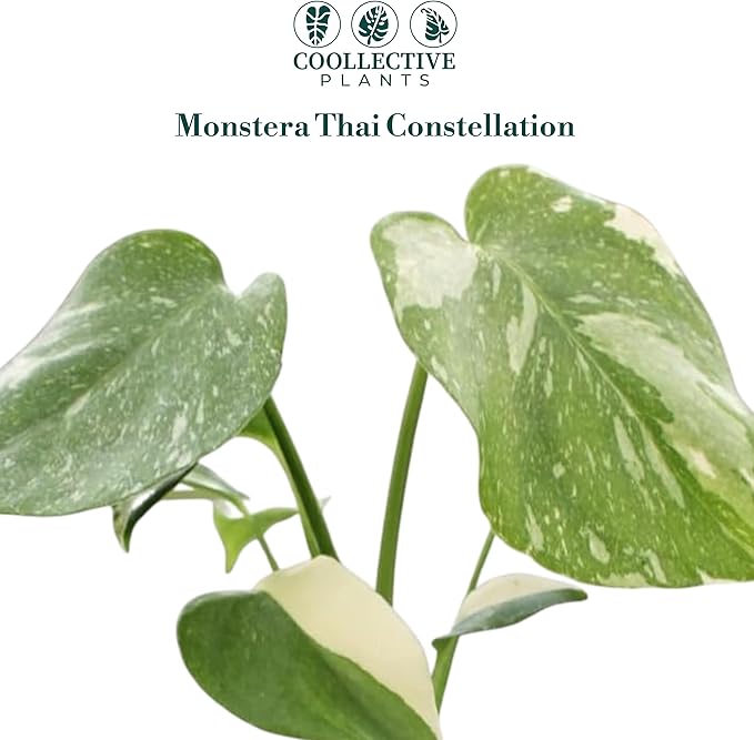 Monstera Thai Constellation – Live Indoor Plant in 2″ Grower Pot, Variegated Monstera Houseplant, Easy Care Low Maintenance Tropical Plant for Home or Office