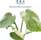 Monstera Thai Constellation – Live Indoor Plant in 2″ Grower Pot, Variegated Monstera Houseplant, Easy Care Low Maintenance Tropical Plant for Home or Office
