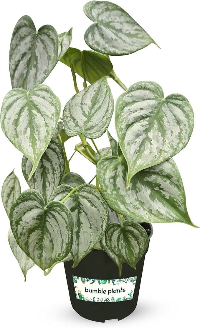 Philodendron Brandi Live Plant [Winter Thermal Packaging Included] | House Live Plants | Living Room Decor, Office Decor, Desk & Bathroom Decor | Silver Leaf | 4.5inch (Ceramic Pot Not Included)