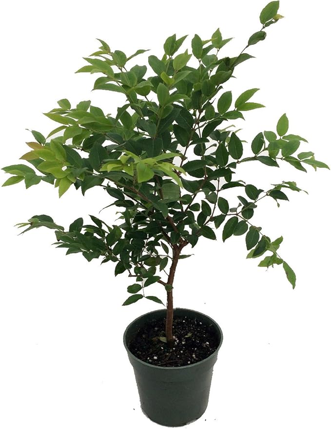Jabuticaba Tree - 4" Pot - House Plant, Outdoors or Bonsai