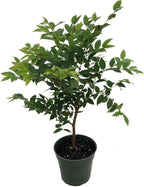 Jabuticaba Tree - 4" Pot - House Plant, Outdoors or Bonsai