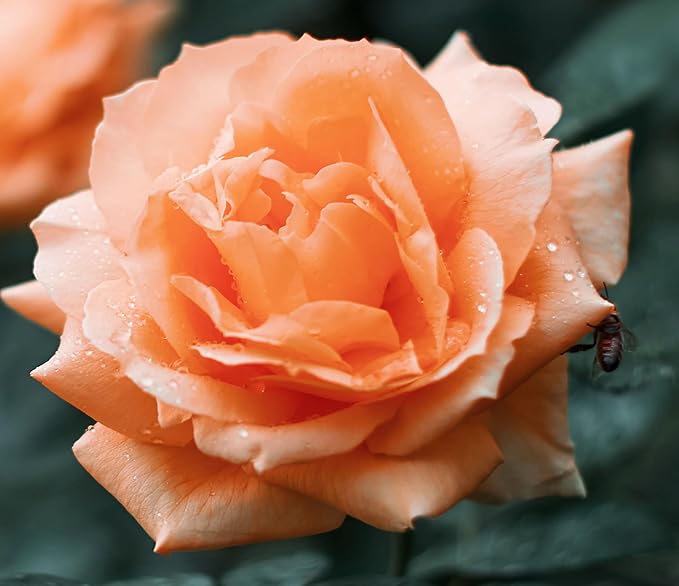 100PCS Dark Rose Mixed Color Rose Seeds Rare Garden Flower Seeds Heirloom