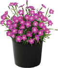 Live Dianthus - Kahori Pink - Fragrant Mounding Perennial - Healthy Spring Plant - 12" Tall by 6" Wide in 2.5 Qt Pot