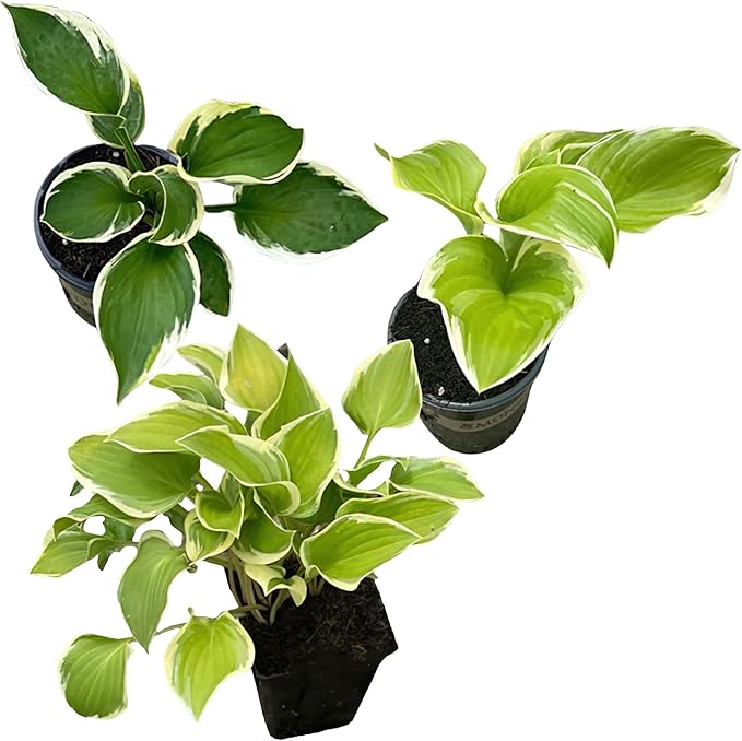 Live Perennial Hosta - Assorted Varieties (3 Plants Per Pack) Beautiful Accent Plant, 10" Tall by 4" Wide in 1 Qt Pot