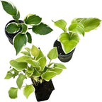 Live Perennial Hosta - Assorted Varieties (3 Plants Per Pack) Beautiful Accent Plant, 10" Tall by 4" Wide in 1 Qt Pot