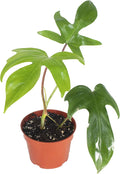 Rare-Philodendron Florida Beauty - 4'' from California Tropicals