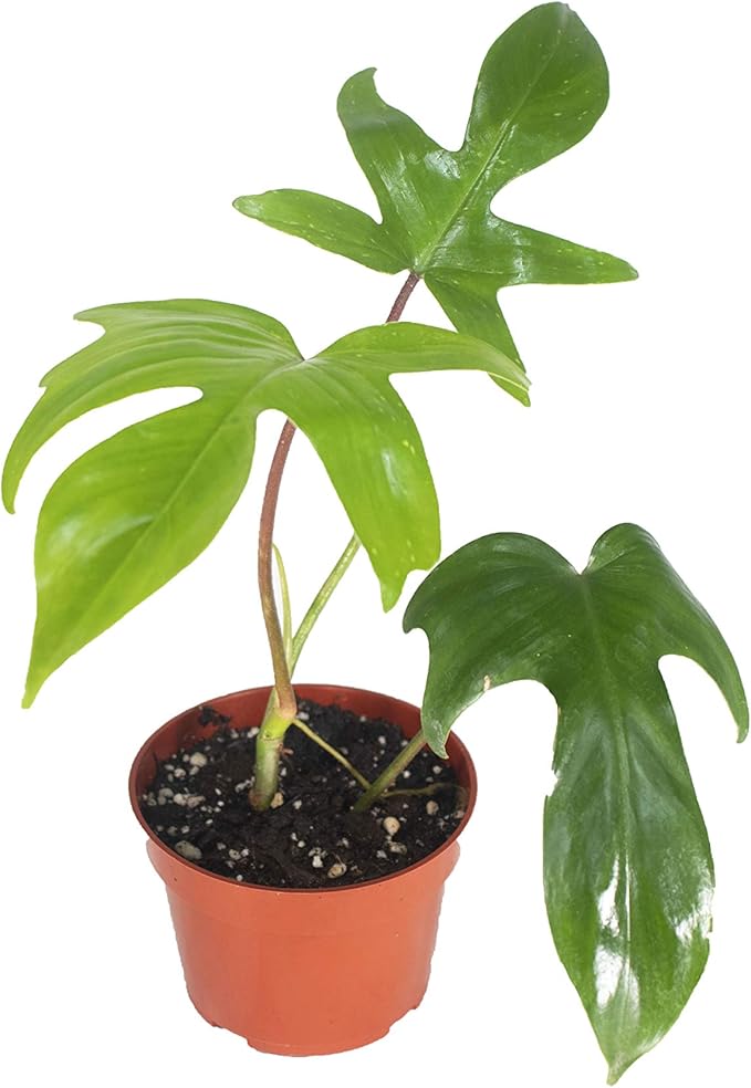 Rare-Philodendron Florida Beauty - 4'' from California Tropicals