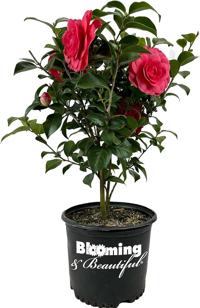 Blooming & Beautiful - Early Autumn Camellia - 3 Gal - Evergreen Shrub - Deep Pink Semi-Double Blooms -Blooms Sept to March - Hardiness Zones 7-9 - Camellia Japonica ‘Early Autumn’ - 3 Gallon Pot