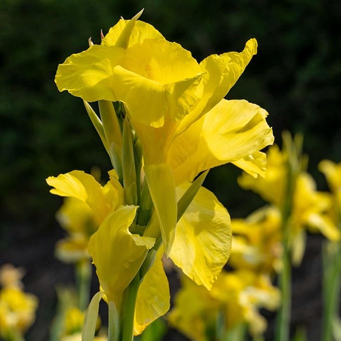 Chalily Yellow Canna 'Ra', a Great Live Pond Plant for Your Water Garden. Filters The koi and Goldfish Pond. Good for Bogs, Plant Shelf or Shallow Water This marginal Aquatic is a Real Beauty