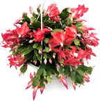 Thanksgiving Cactus, Red Seasonal Blooms, Live Indoor Plant, Flowering Houseplant, Christmas Cactus, 8-Inch Hanging Basket, Holiday Decor, Pet Safe, Free Heat Pack