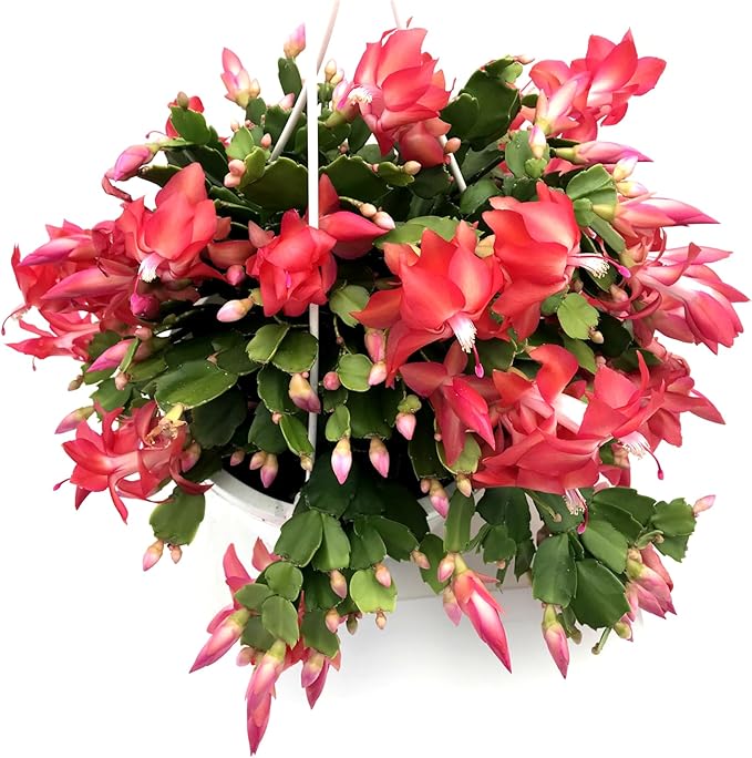 Thanksgiving Cactus, Red Seasonal Blooms, Live Indoor Plant, Flowering Houseplant, Christmas Cactus, 8-Inch Hanging Basket, Holiday Decor, Pet Safe, Free Heat Pack