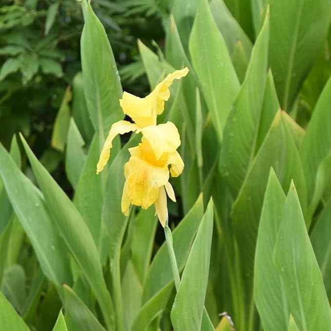 Canna 'Golden', a Great Live Pond Plant for Your Water Garden. Filters koi and Goldfish Ponds. Good for Bogs, Plant Shelf or Shallow Water This marginal Aquatic is a Real Beauty