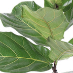 United Nursery Fiddle Leaf Fig Live Plant 24–30 inches Tall in 10 inch Nursery Pot, Indoor House Plant for Bright Home and Office Spaces