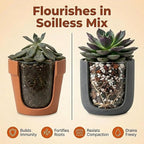 Molly's Succulent Mix - Premium Gritty Soilless Potting Mix for Succulents, Cactus and Bonsai - Contains Akadama, Hyuga, Bark Fines, Pumice, Lava Rock, Mycorrhizae 5 Dry Quarts