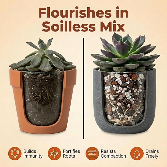 Molly's Succulent Mix - Premium Gritty Soilless Potting Mix for Succulents, Cactus and Bonsai - Contains Akadama, Hyuga, Bark Fines, Pumice, Lava Rock, Mycorrhizae 3 Dry Quarts