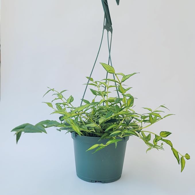 Hoya Bella ‘Louise Bois’ in 6" Hanging Pot – Rare & Collector’s Hybrid Hoya - Air Purifying Plant - Ships from CA (1 Small Plant, 2 inch Pot)