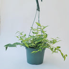 Hoya Bella ‘Louise Bois’ in 6" Hanging Pot – Rare & Collector’s Hybrid Hoya - Air Purifying Plant - Ships from CA (3 Small Plants, 4 inch Pot)