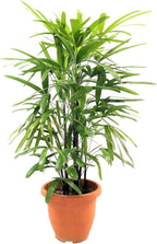 Lady Palm - Live Plant in an 8 Inch Growers Pot - Rhapis Excelsa - Beautiful Clean Air Indoor Outdoor Houseplant