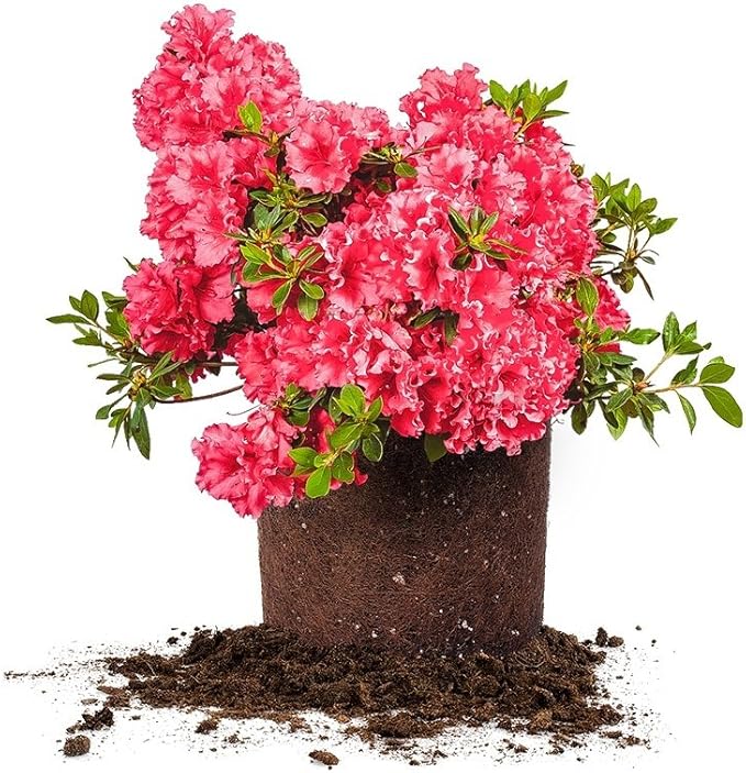 Red Ruffles Azalea 3 Gallon
