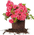 Red Ruffles Azalea 3 Gallon